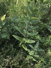 Asclepias syriaca