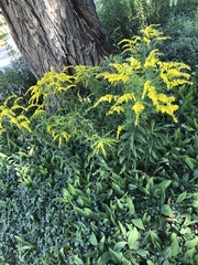 Solidago