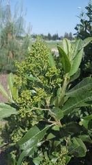Heteromeles arbutifolia