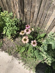 Echinacea