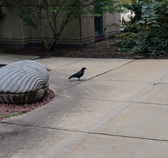 Corvus brachyrhynchos