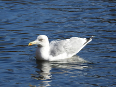 Larus argentatus