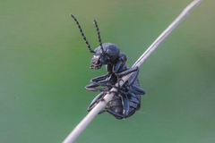 Meloe rugosus