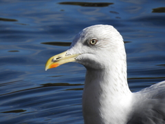 Larus argentatus