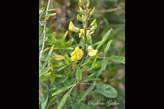Crotalaria micans