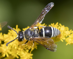 Euodynerus planitarsis