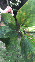 Sassafras albidum