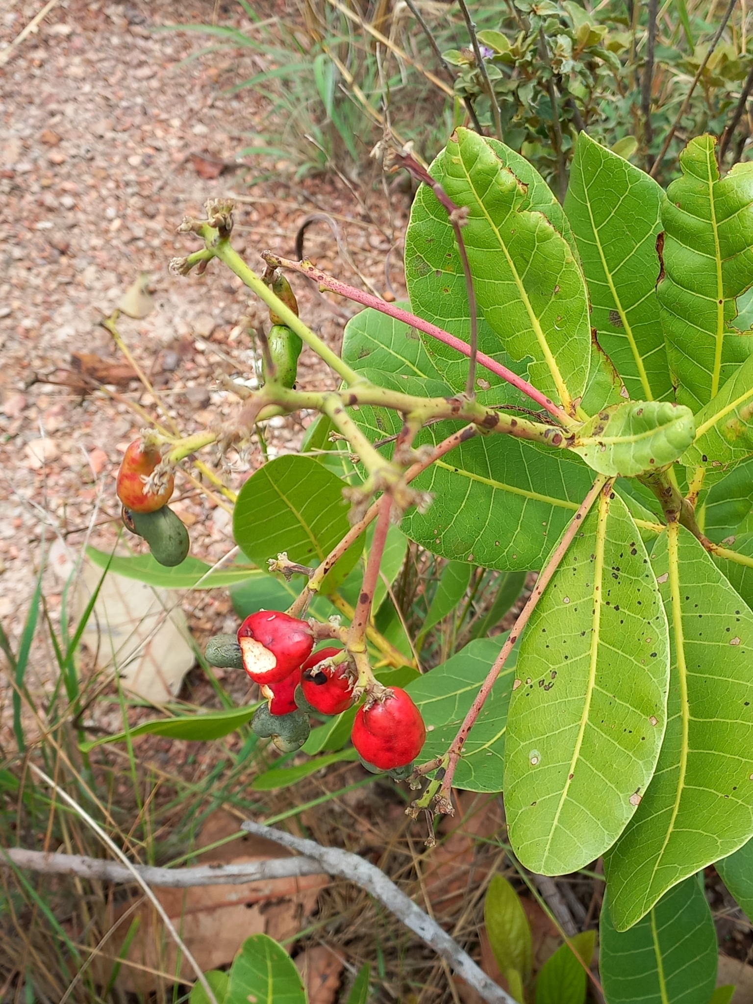 Anacardium occidentale