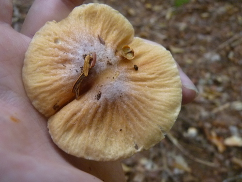 Wrinkled Cortinarius