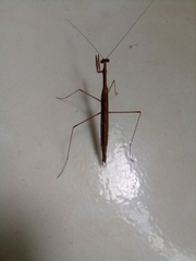 Schizomantodea