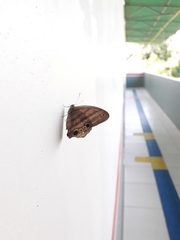 Magneuptychia