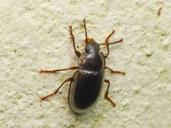 Nalassus dermestoides