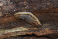 Arion fasciatus