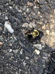 Bombus impatiens