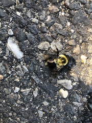 Bombus impatiens