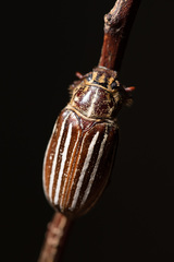 Polyphylla schoenfeldti