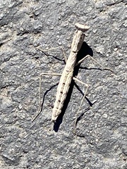 Litaneutria ocularis