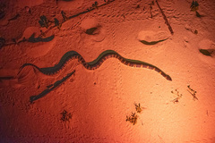 Lycodon semicarinatus