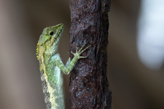 Diploderma polygonatum polygonatum