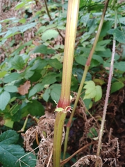 Impatiens glandulifera