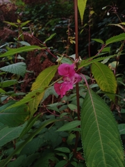 Impatiens glandulifera
