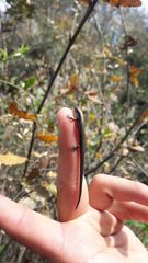 Scincella gemmingeri