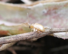Longitarsus jacobaeae