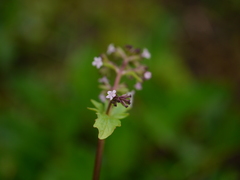 Valeriana himalayana