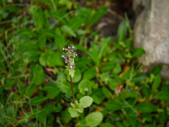 Valeriana himalayana