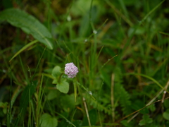Valeriana himalayana