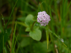 Valeriana himalayana