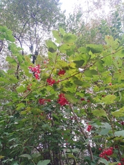 Viburnum opulus