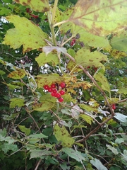 Viburnum opulus