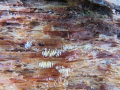 Mucronella bresadolae