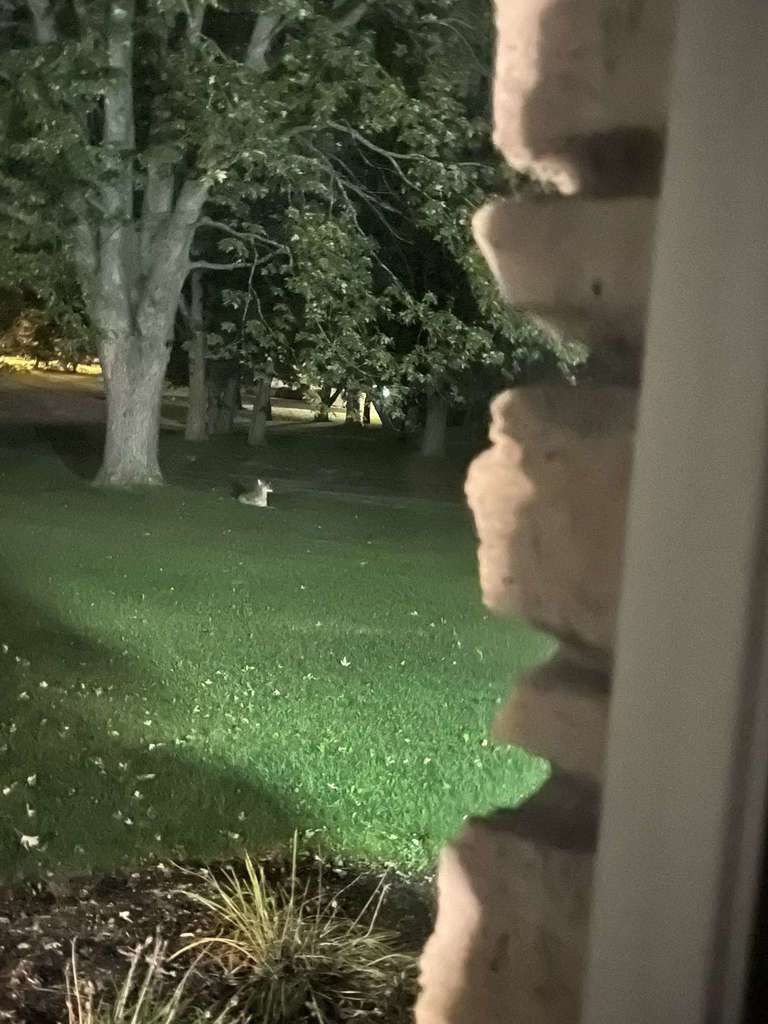 Coyote from House on October 14, 2021 by moesmfalls. 23 Coyotes bark