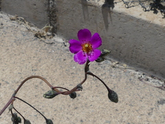 Cistanthe grandiflora