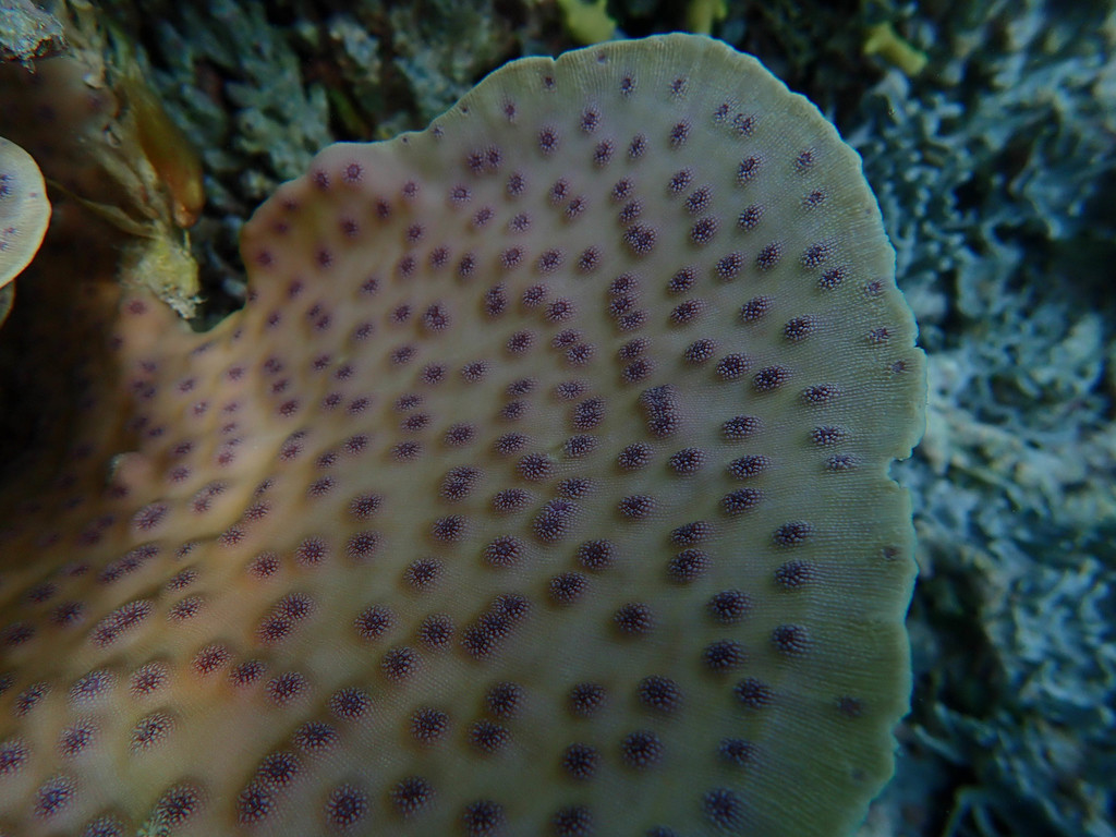 Spiny Plate Coral