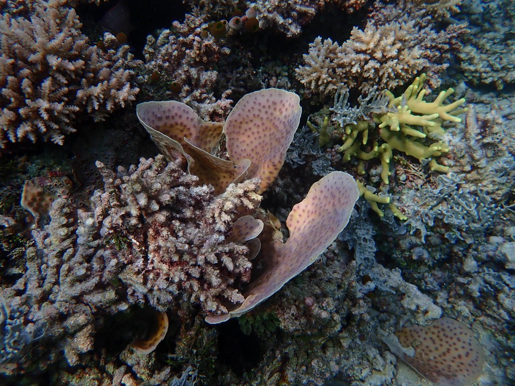Hedgehog coral