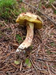 Xerocomus ferrugineus