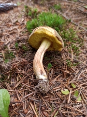 Xerocomus ferrugineus