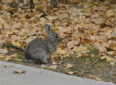Sylvilagus nuttallii