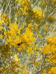 Chauliognathus basalis