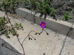 Cistanthe grandiflora