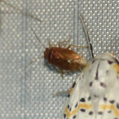 Tropidosteptes