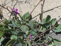 Cistanthe grandiflora