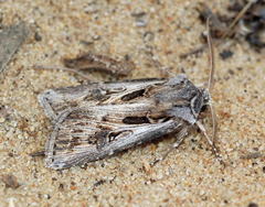 Agrotis vestigialis