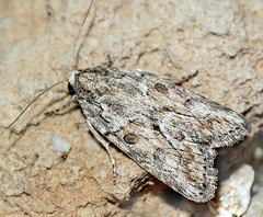 Bryophila nahnybidai