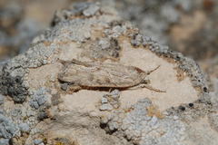 Bryophila nahnybidai