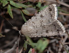 Caradrina belucha