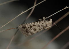 Caradrina gyulaii